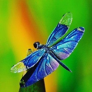 Meet your Posher, Molly